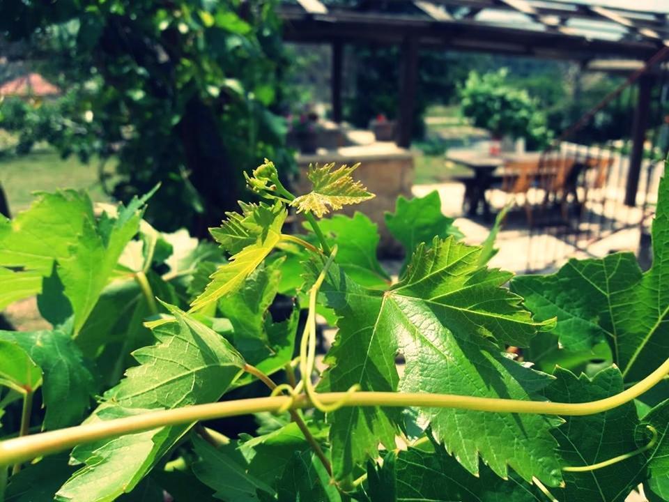 Apartmani Ajp Posedarje Exterior foto